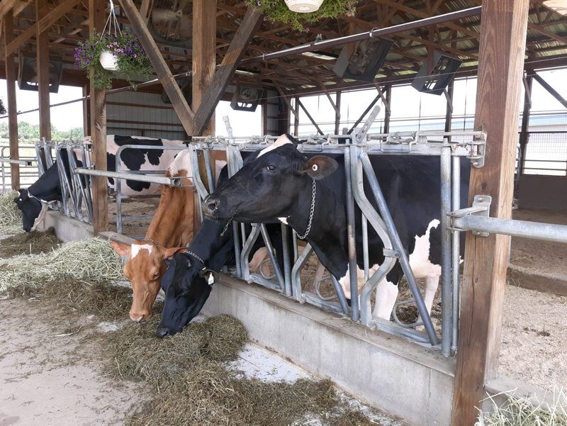 LF20210626-Holstein3-3.jpg
